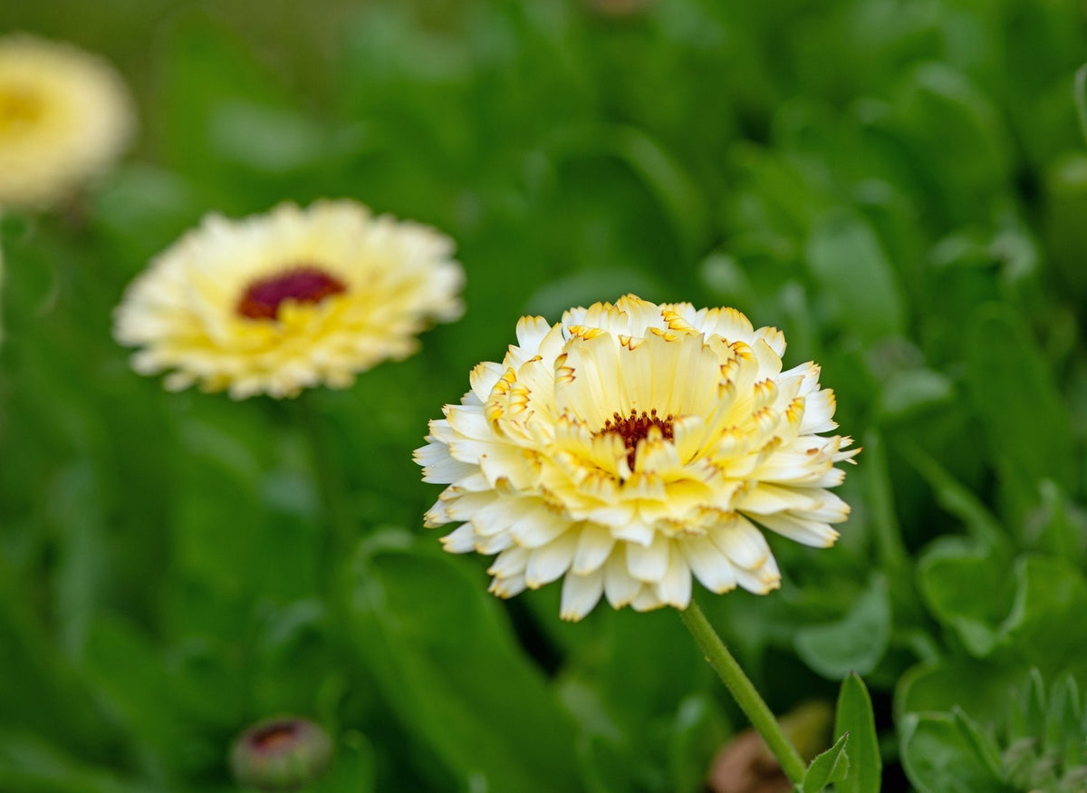Ivory Princess Calendula – 50 Seeds