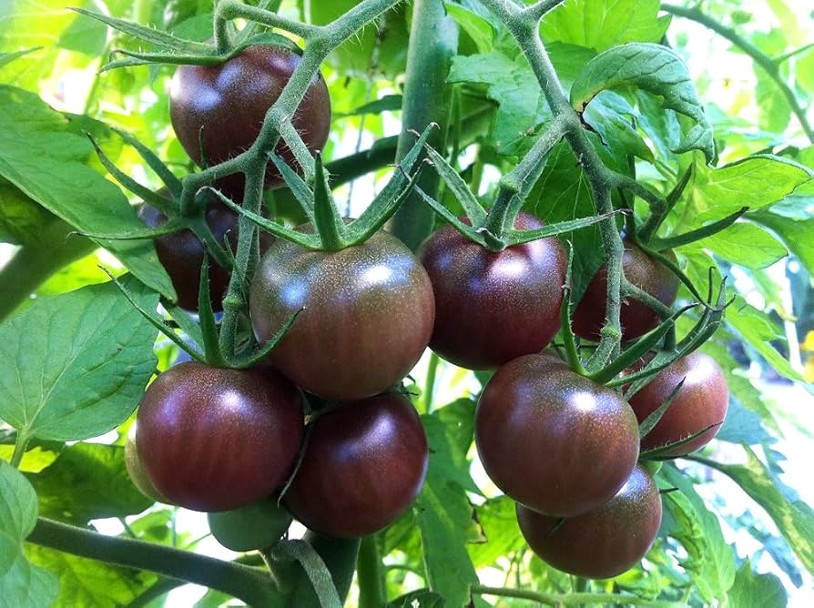 Black Cherry Tomato Seeds | Heirloom, Non-GMO | 1" Fruit | 65 Days | USDA Zones 3-10 |