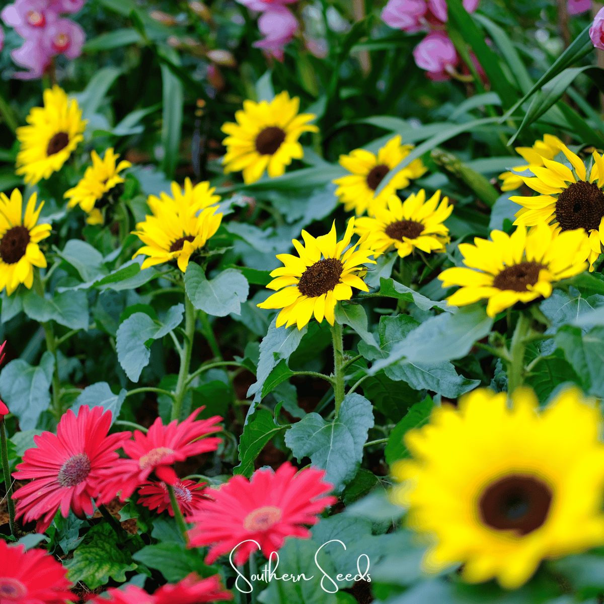 Incredible Dwarf Sunflower – 20 Seeds